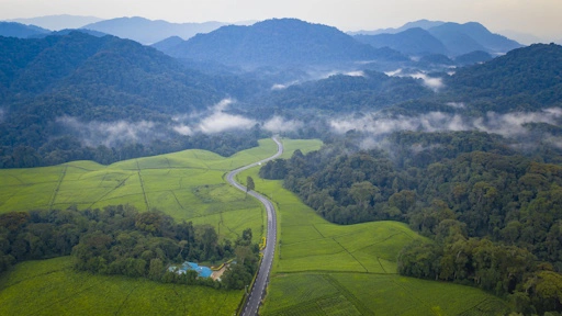 Forêt de Nyungwe, Rwanda