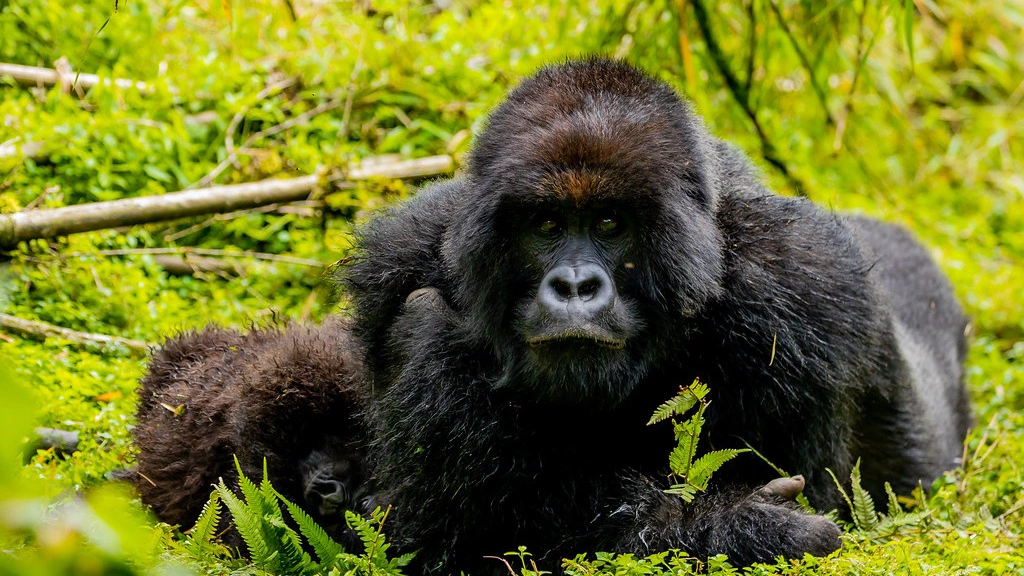 Parc National des Volcans, Rwanda